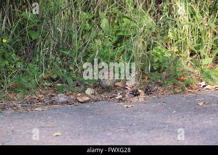 Junge Rotkehlchen (Erithacus Rubecula) an der Seite der Straße. Stockfoto