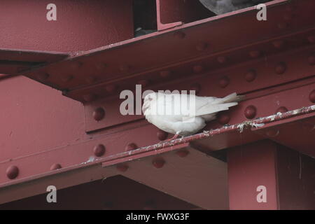 Weiße Taube (Gattung Columba) in einem Spalt in Metallrahmen. Stockfoto