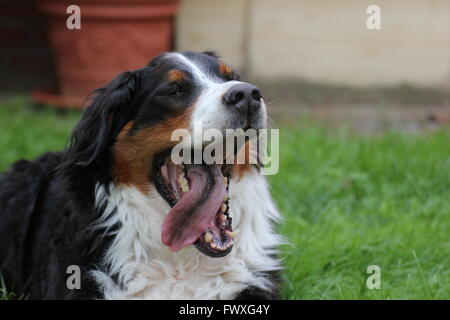 Berner Sennenhund auf dem Rasen sitzen und Gähnen. Stockfoto