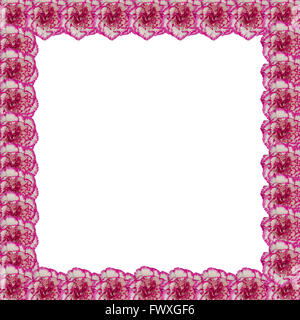 Rahmen der Nelke Blume isoliert auf weißem Hintergrund Stockfoto