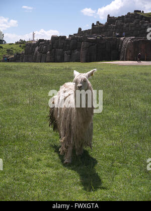 Alpaka vor Festung Sacsayhuaman, die Inka-Ruinen Stockfoto