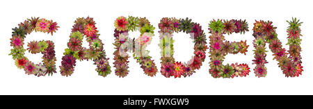 Garten Großbuchstaben aus Bromelie Blume Alphabet isoliert auf weißem Hintergrund Stockfoto