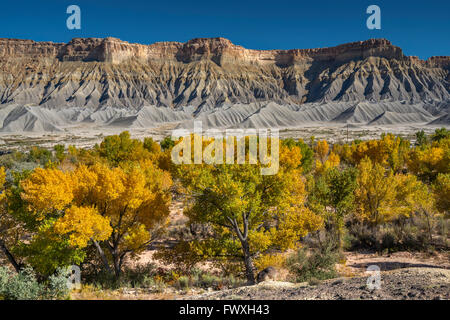 South Caineville Mesa, Pappeln in herbstlichen Farben über Fremont River, in der Nähe von Capitol Reef National Park, Utah, USA Stockfoto