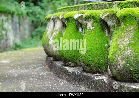 grünes Moos wachsen auf Lotus Statue Stockfoto