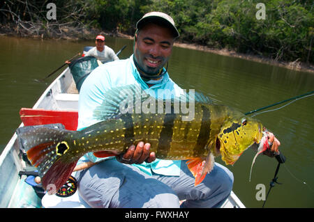 Ein Angler hebt einen riesigen Peacock Bass fliegen in den gefärbten Lagune Gewässern vor Kolumbiens Cano Bocon als sein Führer blickt auf den Zug aufgesprungen. Stockfoto