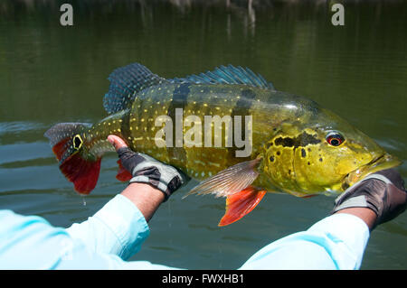 Ein Angler hebt eine wunderschöne, riesige Pfau Bass gefangen in den Gewässern der Lagune vor Kolumbiens Cano Bocon (Inirida River). Stockfoto