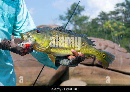 Ein Angler hebt einen riesigen Schmetterling Pfau, den Bass auf eine Fliege im Wasser der Lagune Kolumbiens Bocon Fluss gefangen. Stockfoto