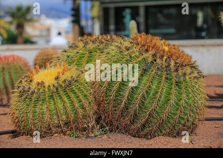 Kaktus Teneriffa, Kanarische Inseln, Kanaren, Spanien Stockfoto