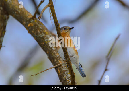 Nördlichen Bluebird thront auf Ast, drehte sich um und suchen auf der rechten Seite, unscharf blauer Himmelshintergrund Stockfoto