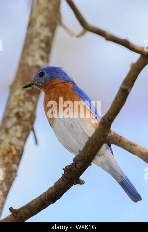 Sehr Bright Young nördlichen Bluebird thront auf einem Ast bunt mit blauem Himmelshintergrund Stockfoto