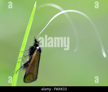 Adela Reaumurella Longhorn Moth. Eine Mikro Motte in der Familie Adelidae, bekannt als Fee Longhorn Motten aufgrund ihrer langen Antennen Stockfoto