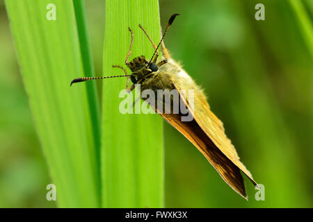 Großen Skipper (Ochlodes Sylvanus) Legeverhalten. Schmetterling in der Familie Hesperiidae, zeigen süchtig Tipps, Antennen, Eiablage Stockfoto