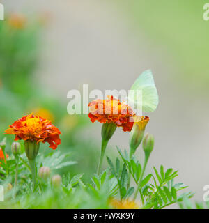 Französische Ringelblumen und Schmetterling Stockfoto