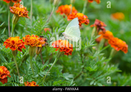 Französische Ringelblumen und Schmetterling Stockfoto