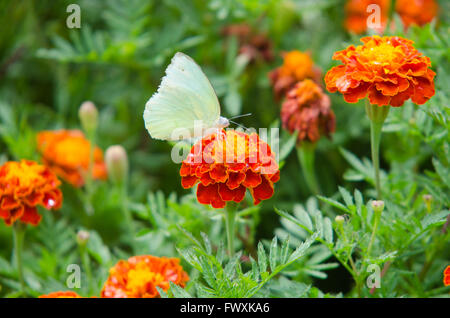 Französische Ringelblumen und Schmetterling Stockfoto