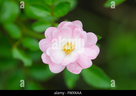 Schöne rosa Fee Rose mit grünem Hintergrund Stockfoto