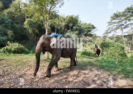 Mahout schlafen auf seinem Elefanten im Norden Thailands Stockfoto