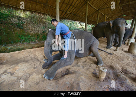 Mahout Training Touristen für Elefanten-trekking im Norden Thailands Stockfoto