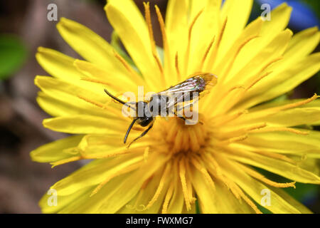 Furche Bienen-Halictus scabiosae Stockfoto