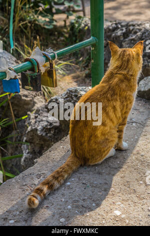 Ingwer Katze sitzt in der Nähe des Zauns mit Hochzeit Schlösser an uns zurück. Stockfoto