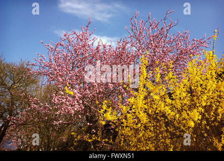 Frühling-Textur, gelb blühenden Forsythien und rosa Kirschbaum gegen blauen Himmel Stockfoto