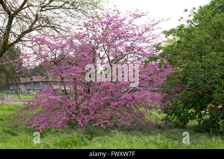 Cercis Canadensis (Ostredbud) Blüte in Davis, Kalifornien. Stockfoto