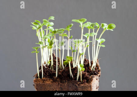 Sprossen von Brokkoli, Brassica Oleracea, Sämlinge eine Woche nach der Aussaat der Samen im Boden Stockfoto