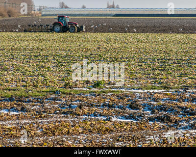 Traktor zu pflügen und Pflege das Gebiet der niederländischen Polder im Winter in den Niederlanden Stockfoto