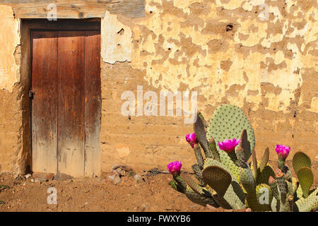 Adobe-Wand und Holztür mit blühenden Prickly Pear Cactus Stockfoto