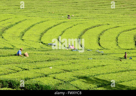 Bauern ernten Teeblatt auf der Plantage in Patuha, Bandung. West-Java, Indonesien Stockfoto