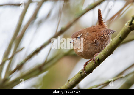 Eurasische Zaunkönig (Troglodytes Troglodytes) auf Ast, Niederlande Stockfoto