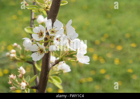 Nahaufnahme von Birne Ast mit Blumen, Tiefenschärfe, horizontalen Schuss Stockfoto