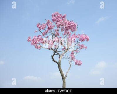 Tabebuia Chrysotricha rosa Blumen blühen im Frühjahr Stockfoto