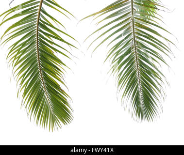 Palm Tree auf weißem Hintergrund Stockfoto