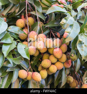Lychee Früchte auf dem Baum Stockfoto