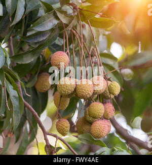 Lychee Früchte auf dem Baum Stockfoto