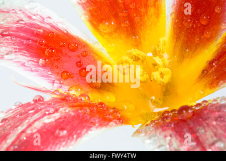 Ein Makro-Bild der Staubblätter und Blütenblätter einer kultivierten Blume Tulpe (Tulipa) in Wassertröpfchen bedeckt. Stockfoto