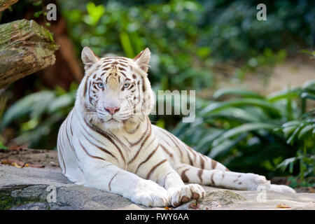 Singapur Zoo weiße Tiger blaue Augen Stockfoto