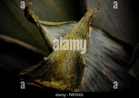 Licht Schatten Ananas Blatt, schöne Struktur Textur Stockfoto