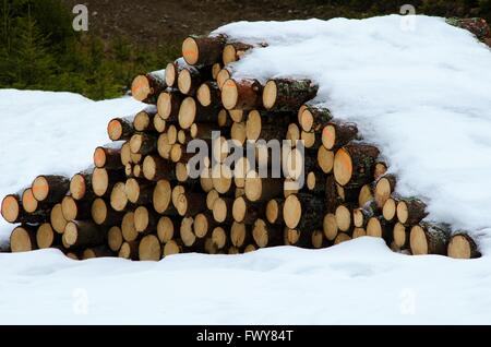 Viele Protokolle unter Schnee in beschädigten Landschaft. Stockfoto