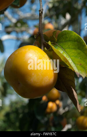 Gelbe Persimmon hängt vom Baum auf einem blauen unfokussierten Hintergrund Stockfoto