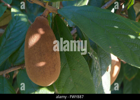 cupuaçu hängt am Baum Stockfoto