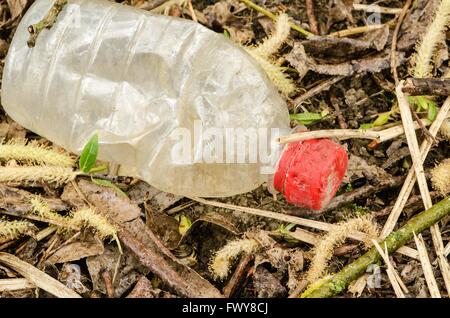 Alte Flasche mit roter Kappe in den Rasen. Stockfoto