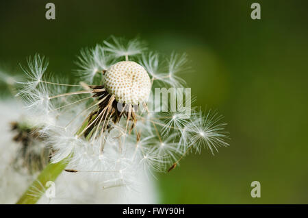 Detail der letzten Blüte Löwenzahn auf grünen Hintergrund weichzeichnen. Stockfoto