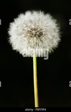 Detail der letzten Blüte Löwenzahn auf schwarzem Hintergrund weichzeichnen. Stockfoto