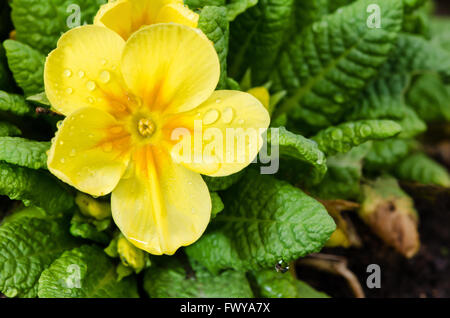 Detail der gelbe Primel am Blumenbeet. Stockfoto