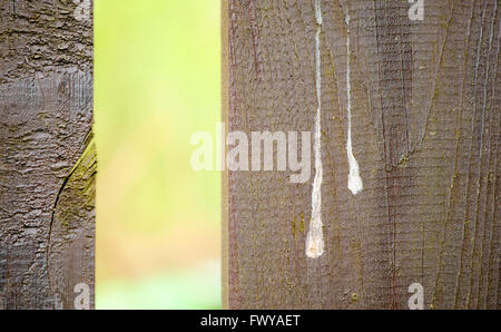 Zwei braune Planken mit weißer Vogel Mist isoliert auf grünen Weichzeichnen Hintergrund. Stockfoto