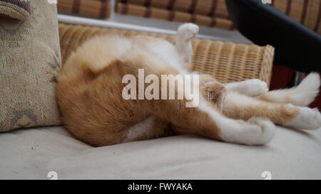 Ingwer Katze schläft auf dem Sofa mit den Vorderbeinen über Kopf ausgestreckt Stockfoto