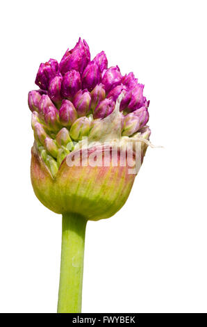 Lila rosa Knoblauch Knospe isoliert auf weißem Hintergrund. Stockfoto