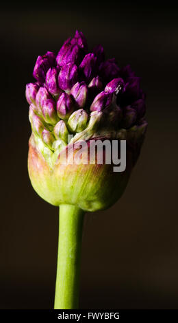 Lila rosa Knoblauch Knospe auf schwarzem Hintergrund isoliert. Stockfoto